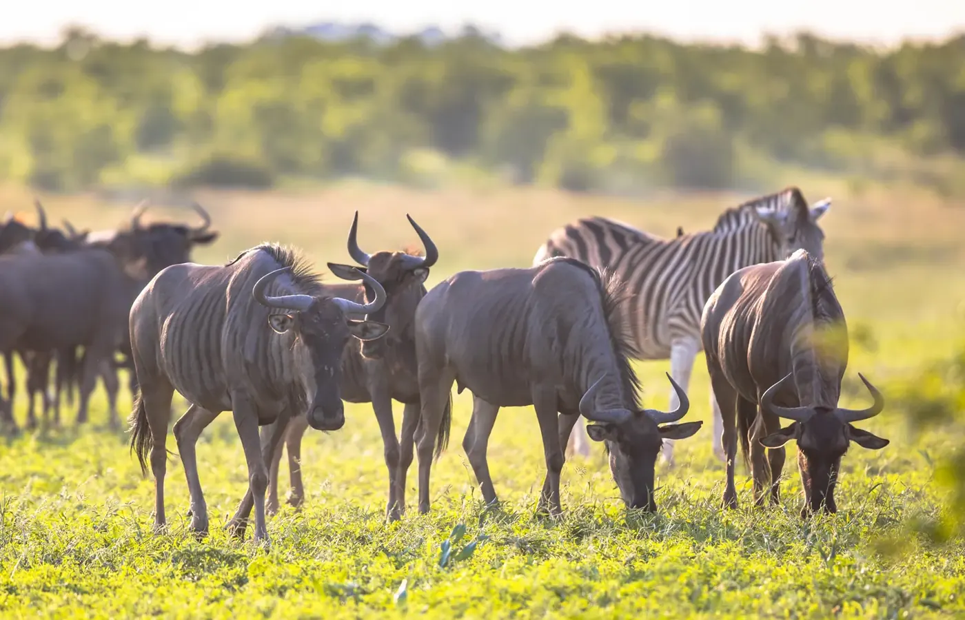 6-Day Premier Midrange Lodge Masai Mara Amboseli and Lake Nakuru Safari From Mombasa image 1
