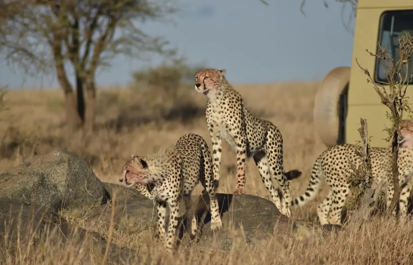 3-Day Best Group Joining Rwanda Gorilla Trekking and Akagera Safari From Entebbe image 1