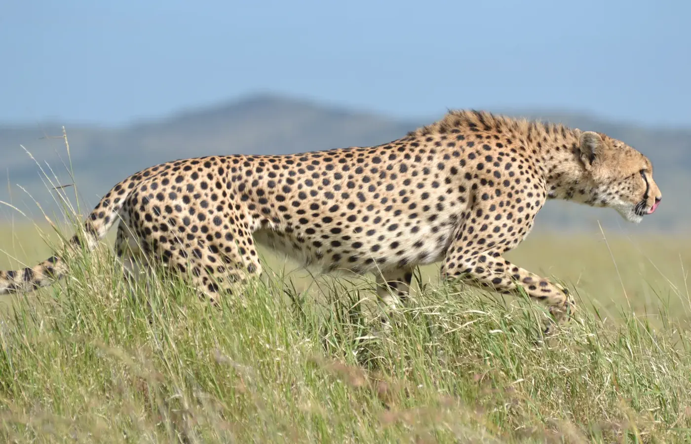 6-Day Great Luxury Lodge Northern Circuit Safari From Arusha image 1
