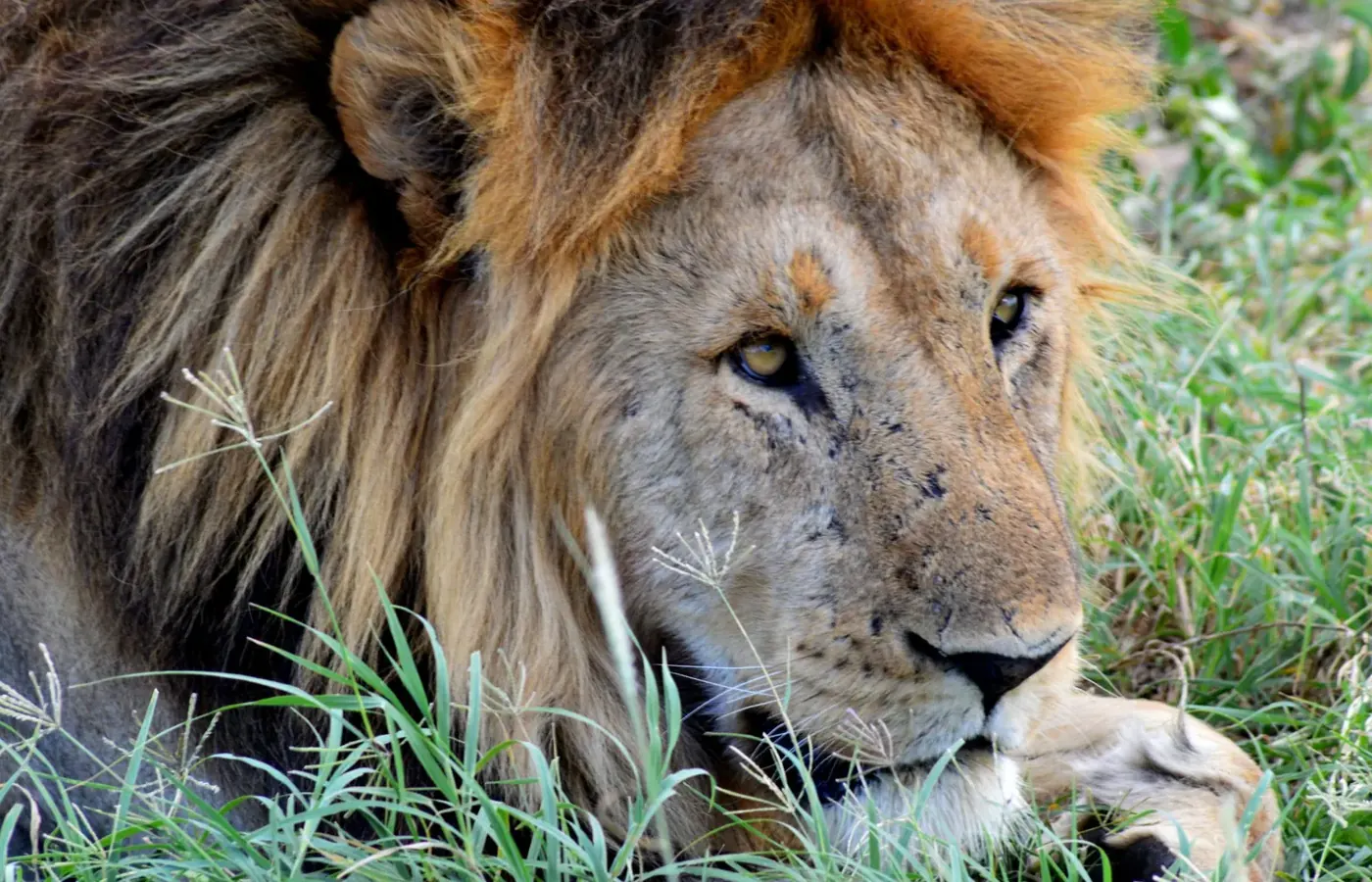 4-Day Premier Fly-In Masai Mara Amboseli and Lake Nakuru Safari From Arusha image 1