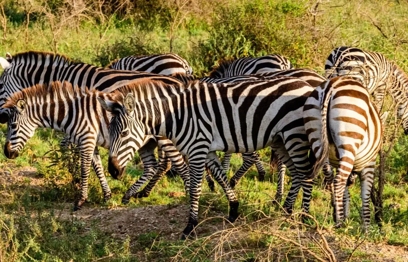 8-Day Classic Fly-In Kilimanjaro Lemosho Route Climb From Arusha image 1