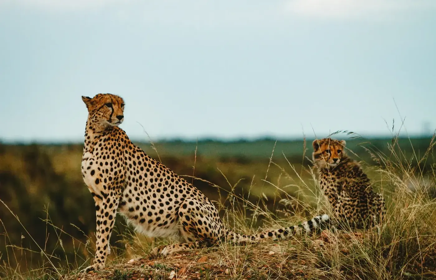 3-Day Best Budget Friendly Northern Circuit Safari From Arusha image 1