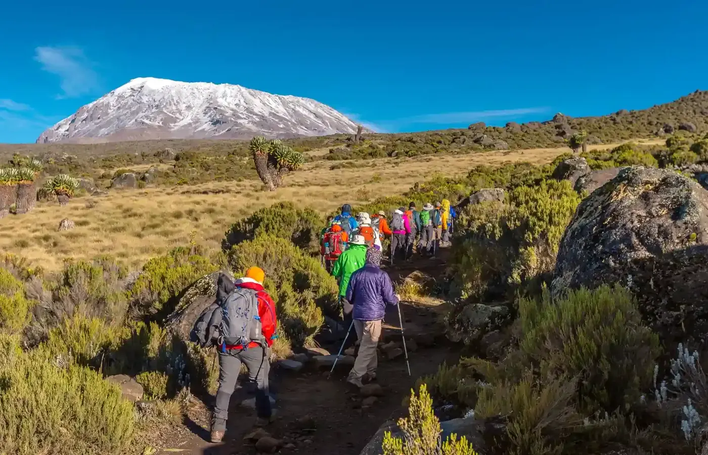 6 Days Lemosho Route Kilimanjaro Climb image 1