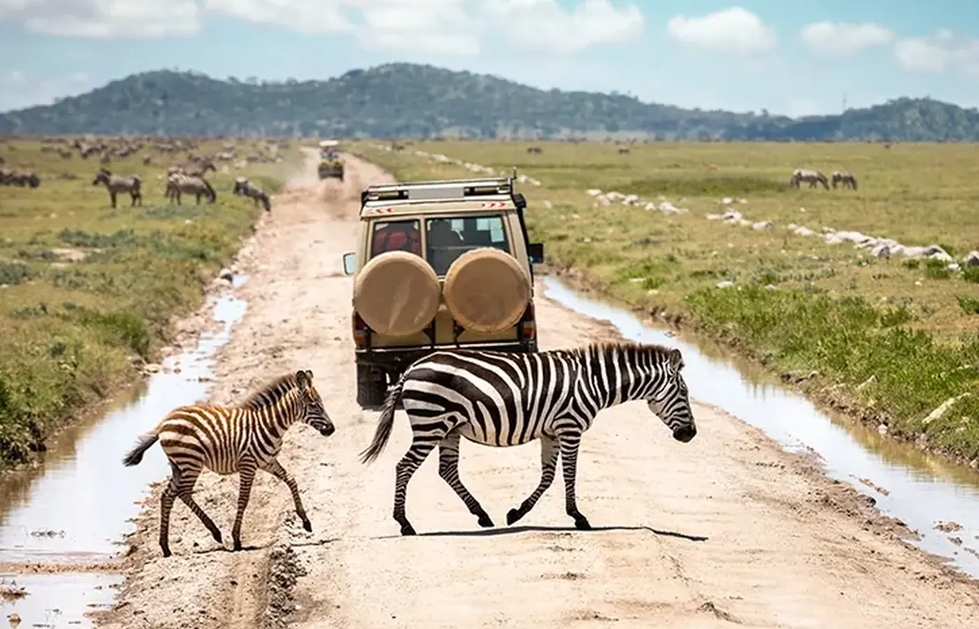 3-Day Classic Midrange Lodge Uganda Gorilla Trekking and Wildlife Safari From Entebbe image 1