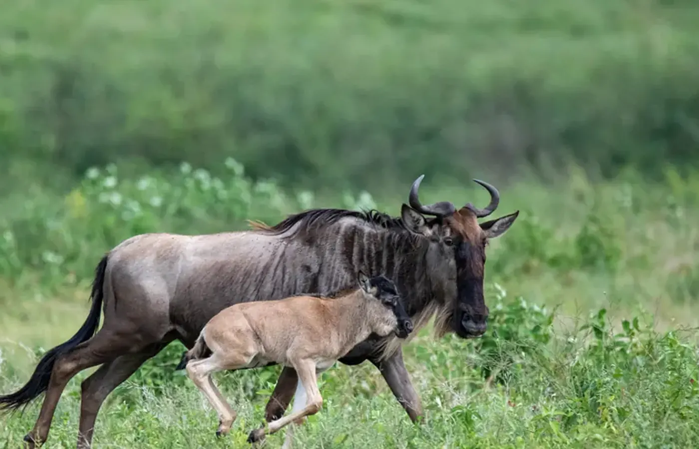 3-Day Premier Great Migration Zanzibar Beach Holiday and Stone Town Experience From Dar Es Salaam image 1