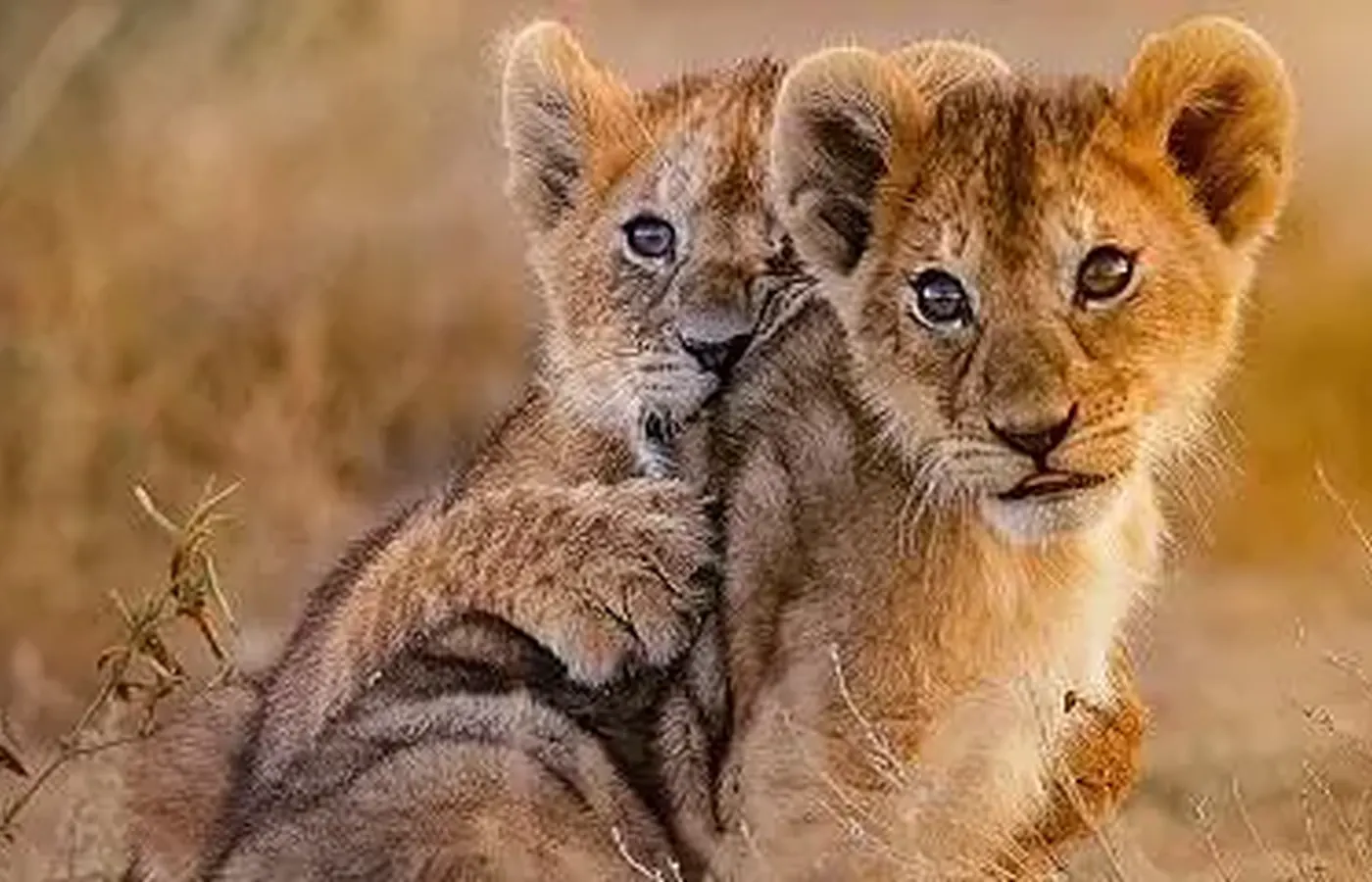 14-Day Best Group Joining Kilimanjaro Safari and Zanzibar Grand Combo From Dar Es Salaam image 1