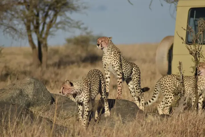 3 Days Tanzania Camping Safari