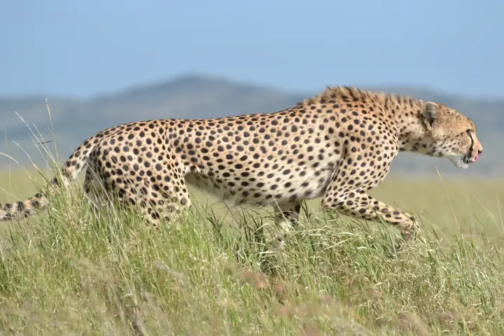 7 Days Serengeti Migration Safari – Tarangire, Serengeti And Ngorongoro