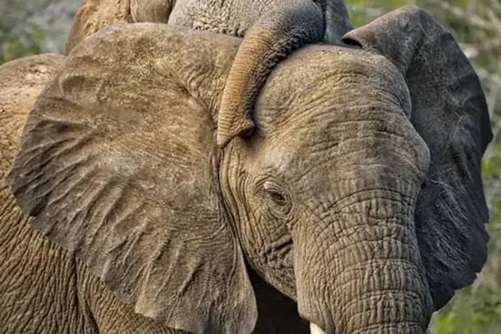 5-Day Private Midrange Lodge Northern Circuit Safari From Kigali